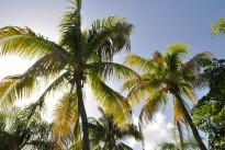 coconut-trees-1172459_640