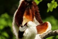 lemur-1794520_640
