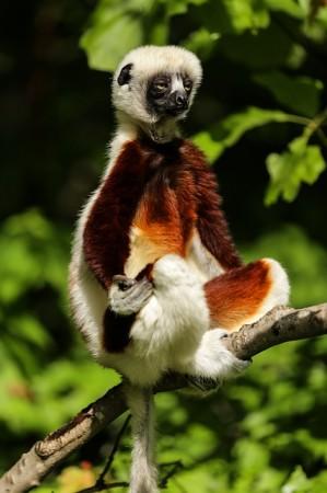 lemur-1794520_640