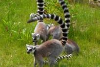 ring-tailed-lemur-140162_640