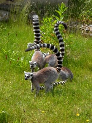 ring-tailed-lemur-140162_640