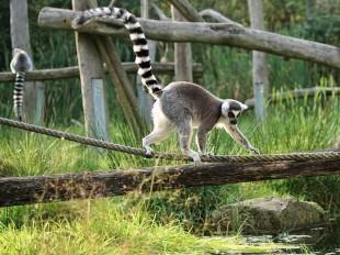 ring-tailed-lemur-2934627_640