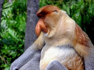 proboscis-monkey-2422095_640