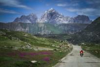 High mountain road, Tibetan flowers