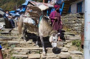 Horses in Ghorepani, Nepal, on Annapurnu Base Camp trek