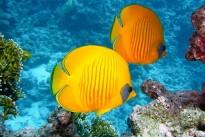 lemon-butterflyfish-gfd16eb321_640
