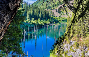 Лес в озере